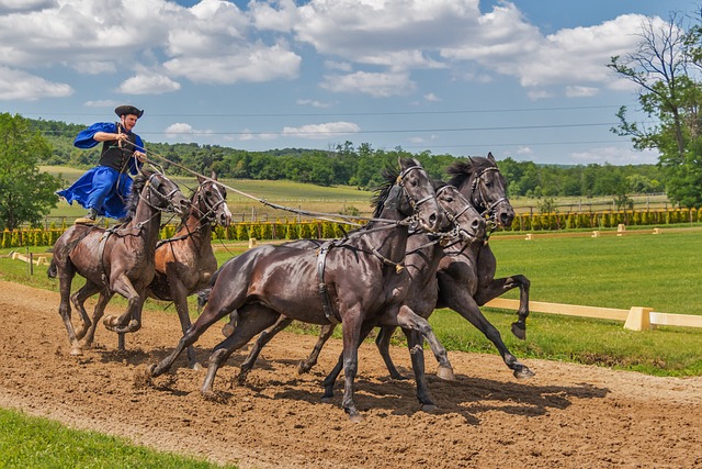 Horse Racing Bets 